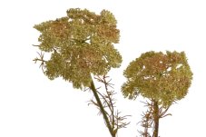 Dekorace umělá kvetoucí větvička kopru dl.75cm