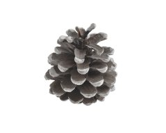 Přírodní dekorace Pinus Niger EXTRA WT 500g