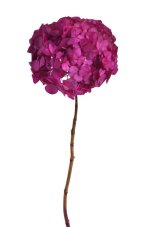 Stabilizovaná hortenzie tmavě růžová 20–25 cm