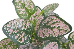 Umělé listy rostliny (Hypoestes phyllostachya) - svazek listů na stoncích dl.40cm