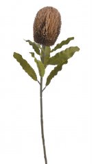 Umělý kvetoucí bodlák Banksia, květ10cm/dl.65cm