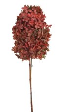 Stabilizovaná latnatá hortenzie červeno-zelená 15–20 cm – přírodní květ