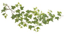 Girlanda umělého převislého břečťanu dl. 109cm
