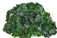 Stabilizovaná hortenzie zelená 15–20 cm – sušený přírodní květ