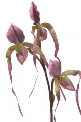 Lata umělé orchideje s třemi květy, dl.82cm