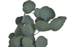 Stabilizovaný eukalyptus Populus zelený 60–70 cm, 100 g