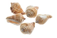 Přírodní dekorace ulity Pottai Viranjan 1kg