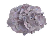 Hortenzie – květ 20 cm
