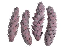 Dekorační šišky Strobus Medium s červeným flockem 15–20 cm, 4 ks