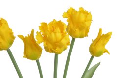 Svazek umělých papouščích tulipánů hlavička 5,5cm, celkem dl. 46 cm - 5ks