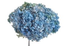Stabilizovaná hortenzie Annabelle modro-zelená 20–25 cm – přírodní květ