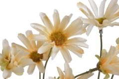 Kopretiny luční 60 cm, 3 výhony s květy - krémová 441