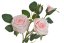 Umělá rozkvetlá růže 2 květy + 2 poupata, květ Ø 6,5cm, dl.49cm