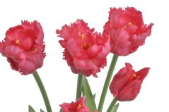 Svazek umělých papouščích tulipánů hlavička 5,5cm, celkem dl. 46 cm - 5ks