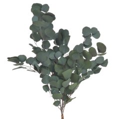 Stabilizovaný eukalyptus Populus zelený 60–70 cm, 100 g