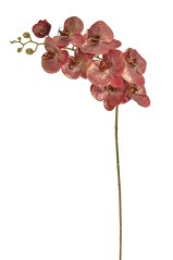 Červeno zlatá lata orchideje, květy Ø 5 - 10 cm, délka stonku 97 cm