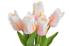 Tulipán papouščí 5 ks ve svazku s listy, 32 cm, barva 19