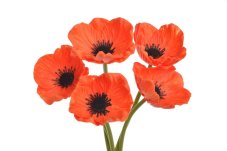 Svazek květů anemone na stonku dl. 29cm - 5 ks