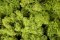 Preparovaný mech  island moss 500g - APPLE GREEN Z054