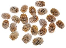 Meridianum sušené 3,5–4 cm – 200 g