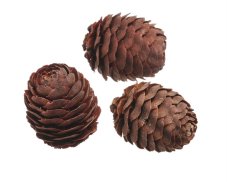 Přírodní dekorace glabrum nat.4-6cm/200g
