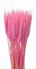 Přírodní sušené/barvené obilí dl. 70cm - růžová