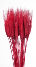 Přírodní sušené a barvené obilí na aranžování dl. 60cm_22