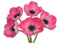 Svazek květů anemone na stonku dl. 29cm - 5 ks