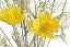 Kosmos kytice 9 květů + 3 poupata, 58 cm - žlutá 70