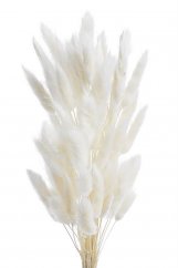 Přírodní sušený,bělený/barvený lagurus dl. 60cm  WH