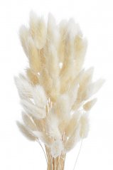 Přírodní sušený,bělený/barvený lagurus dl. 60cm  BEIGE