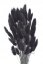Přírodní sušený,bělený/barvený lagurus dl. 60cm BLACK