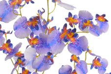 Lata umělé mini orchideje dl. 78cm