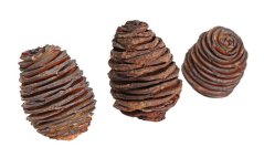 Přírodní dekorace Platyspernum LARGE cca Ø 3,5-7cm, dl. 5-7cm bal. 200g