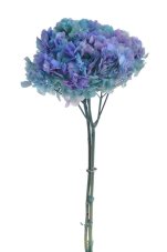 Stabilizovaná velkokvětá hortenzie modro-fialová 20–25 cm – přírodní květ