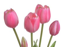 Svazek plastových tulipánů, hlavička 5cm, dl. celkem 40cm - 5 kusů