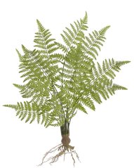 Trs umělého kapradí s kořenovým balem dl. 73cm