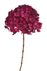 Stabilizovaná hortenzie fuchsiová 20–25 cm