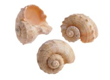 Přírodní dekorace  ulity Chirattai 6 - 7cm - 1kg