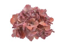 Hortenzie – květ 20 cm