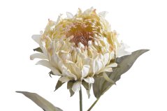 Umělý květ protea na stonku, květ 10cm/dl.72cm