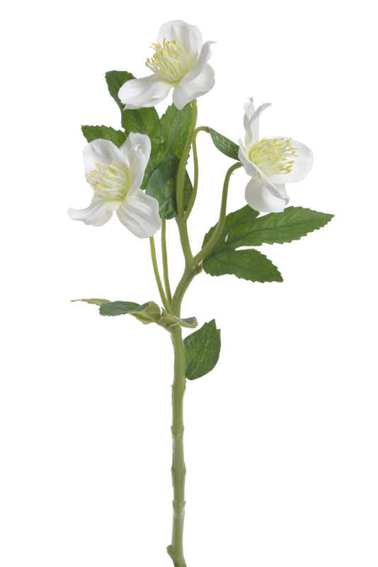 Umělá čemeřice, 3 květy, dl. 37cm 209CAN3127_01