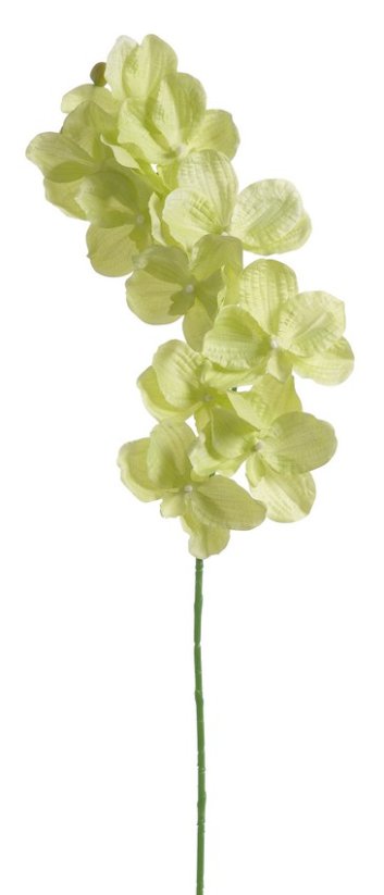 KT-016 orchidej Wanda - Barva: Zelená jarní
