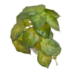 Umělá rostlina syngonium 17cmHx31cmL