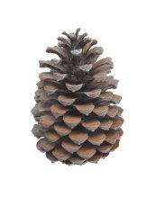 Přírodní dekorace Pinus Maritima small - 1ks