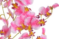 Lata umělé mini orchideje dl. 78cm