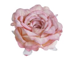 22CAN82002_41 růže hlava 6ks