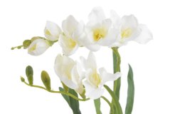 Umělé kvetoucí frézie dl. 60cm