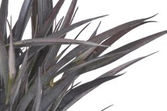 Uměla rostlina dracena dl. 46cm