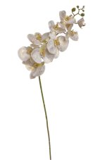 Bílo zlatá lata orchideje, květy Ø 5 - 10 cm, délka stonku 97 cm